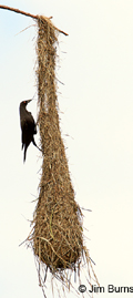 A giant cowbird invades an oropendola nest.
